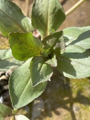 Plantaginaceae
