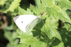 Pieris