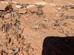 Dasymutilla gloriosa