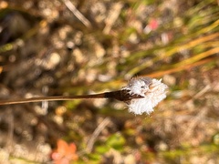 Eriophorum scheuchzeri
