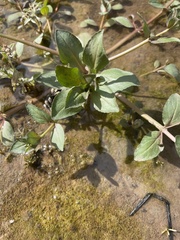 Plantaginaceae