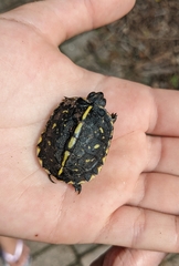 Terrapene carolina bauri