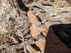 Dasymutilla gloriosa