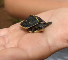 Terrapene carolina bauri