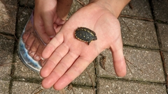 Terrapene carolina bauri