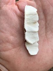 Trametes villosa