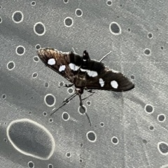 Desmia funeralis