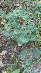 Tephrosia virginiana