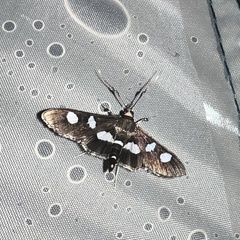 Desmia funeralis