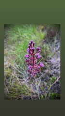 Carphephorus paniculatus