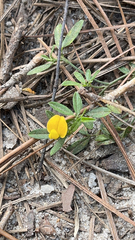 Stylosanthes biflora