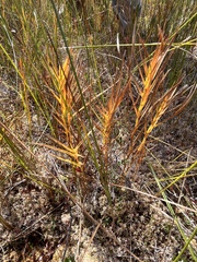 Dulichium arundinaceum