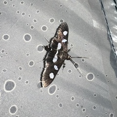 Desmia funeralis
