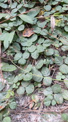 Desmodium rotundifolium