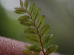 Mniaceae