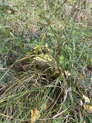 Epipactis helleborine