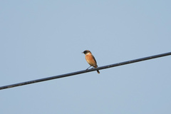 Saxicola stejnegeri