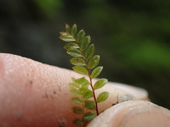 Mniaceae