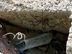 Heteropoda venatoria