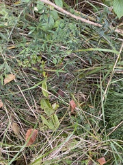 Epipactis helleborine