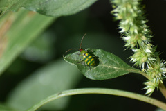 Diabrotica balteata