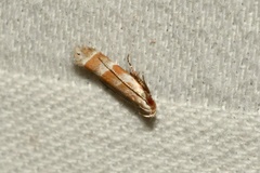 Battaristis vittella