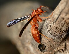 Polistes carolina