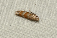 Battaristis vittella