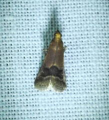 Eulogia ochrifrontella