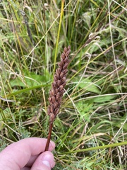 Dactylorhiza fuchsii