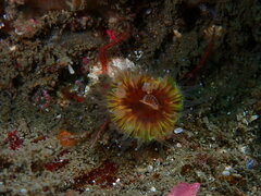 Paracyathus stearnsii