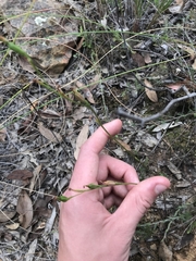 Pterostylis rubescens