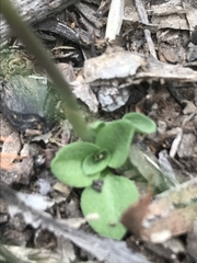Pterostylis rubescens