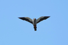 Falco amurensis