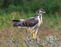 Buteo augur