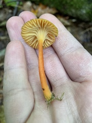 Hygrocybe
