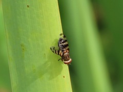 Ceroxys