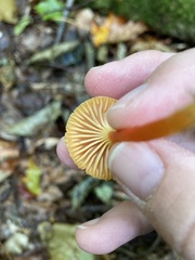 Hygrocybe