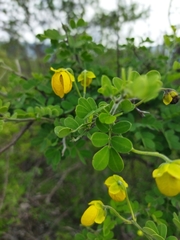 Senna wislizeni