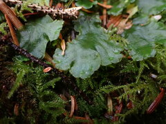 Pellia neesiana