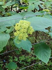 Hydrangea arborescens