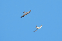 Falco amurensis