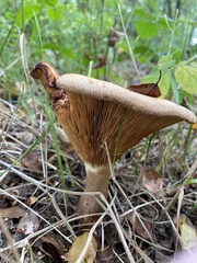 Paxillus involutus