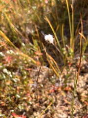 Eriophorum scheuchzeri