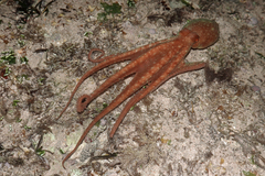 Callistoctopus