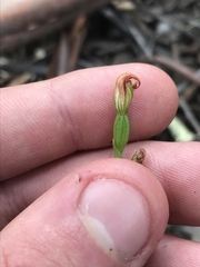 Pterostylis rubescens