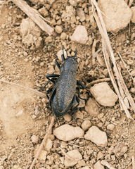 Tenebrioninae