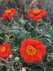 Tithonia