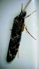 Hydrobiosidae