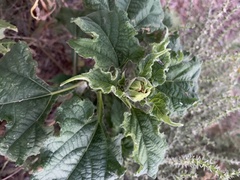 Tithonia